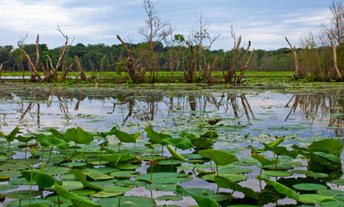 Biodiversity news, wetlands, Jairam Ramesh, Environment news, Delhi NCR real estate, Bangalore Real Estate, Track2Media, Track2Realty, ravi sinha, india realty news, india real estate news, real estate news india, realty news india, india property news, property news india, india news, property news, real estate news, Mumbai Real Estate, India Property