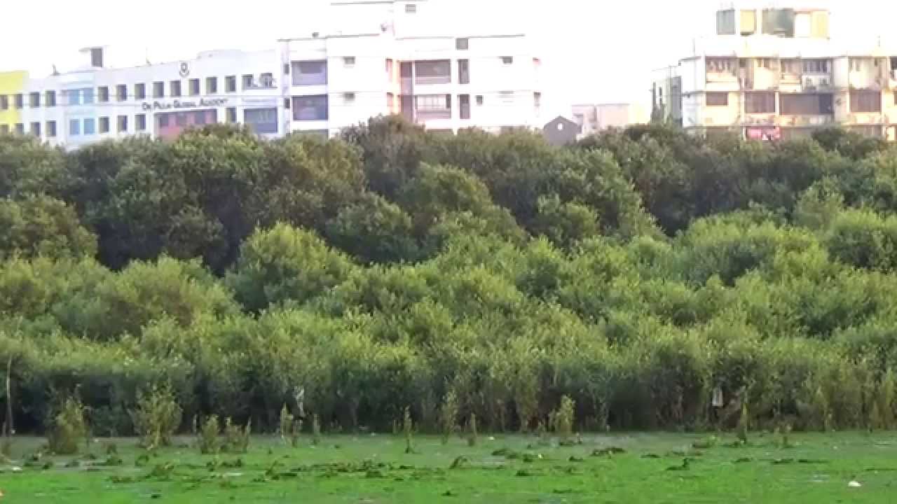 Mangroves, Mangroves in Mumbai, Mangrove cutting, Encroachment on Mangrove land, Mumbai real estate, Mangrove protection on sea front